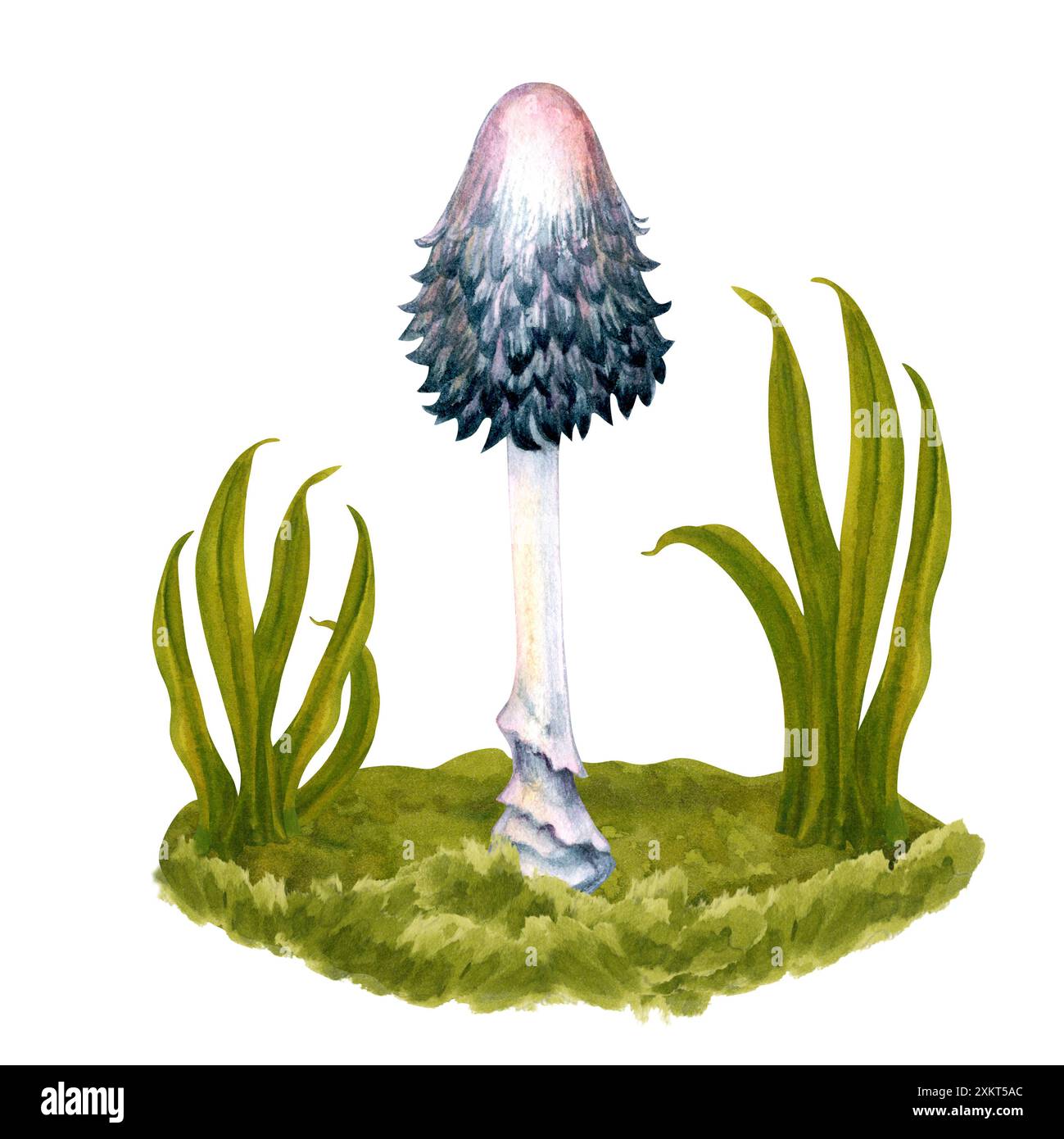 Noir et blanc avec des grèbes d'aquarelle toxiques roses dans l'herbe verte sur une pelouse dans les fores. Banque D'Images