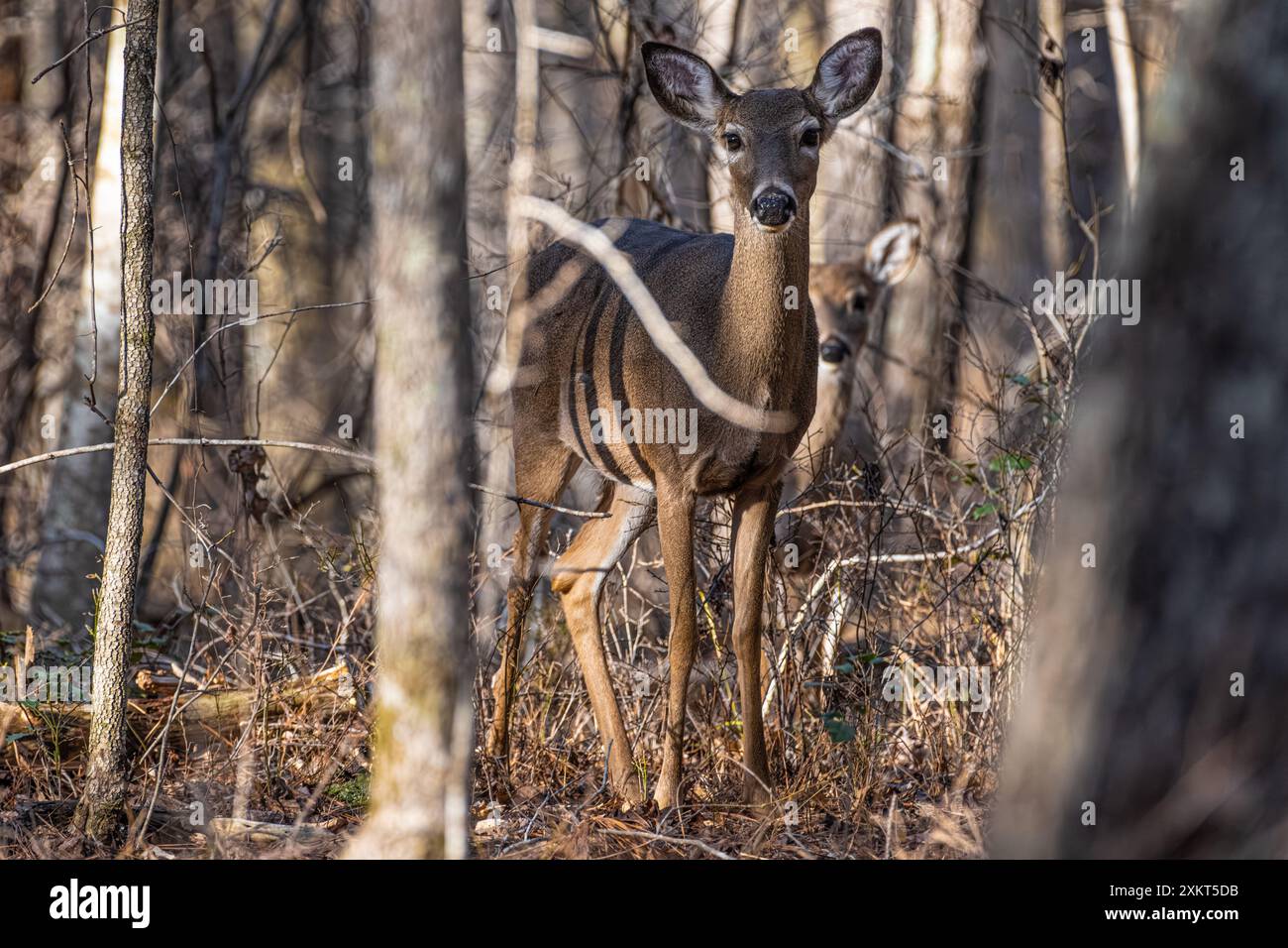 Chevreuil de Virginie et faon cachés parmi les arbres au Don carter State Park sur la rivière Chattahoochee et au lac Lanier à Gainesville, en Géorgie. (ÉTATS-UNIS) Banque D'Images
