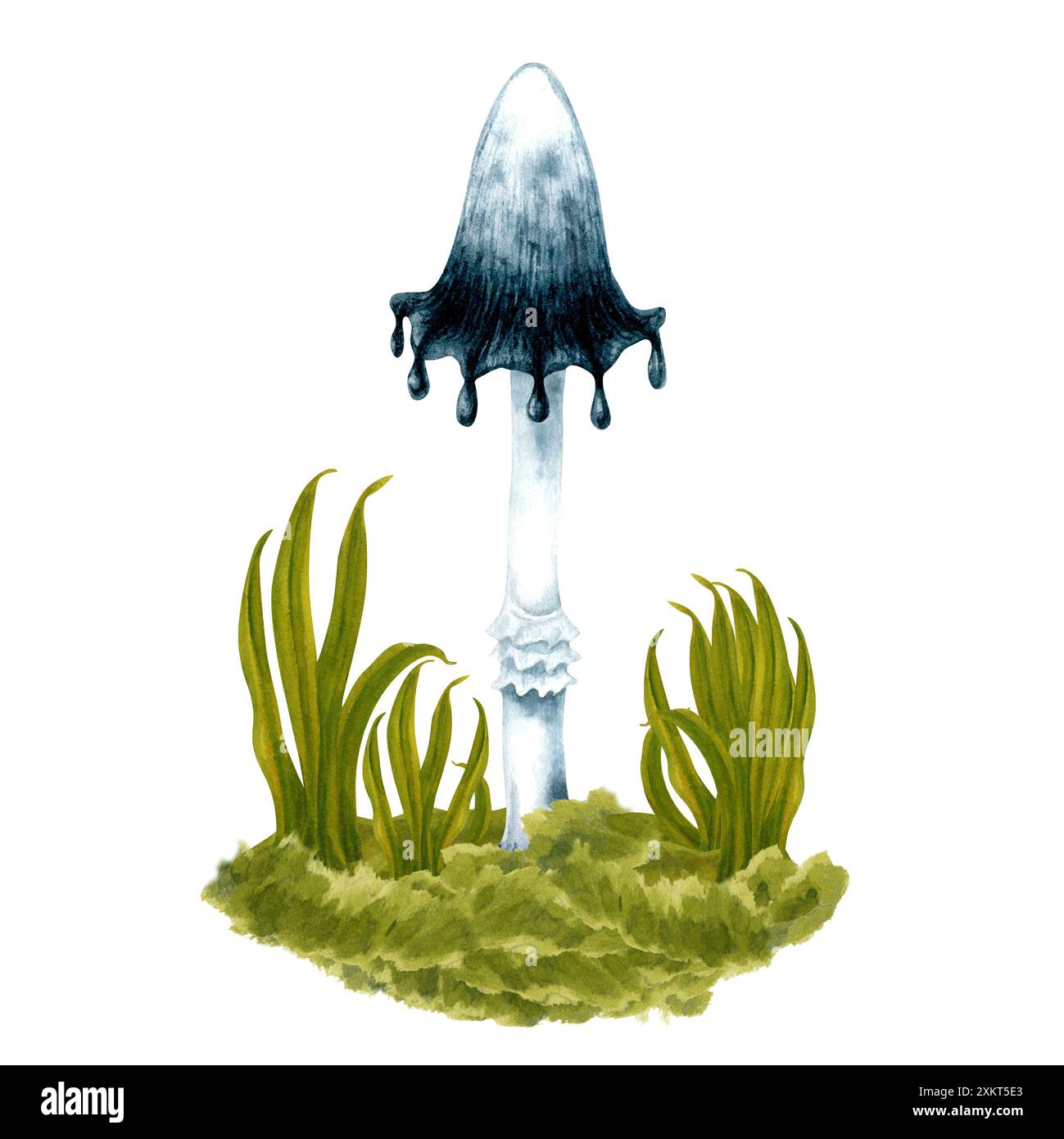 Toadstools d'aquarelle toxique noir et blanc dans l'herbe verte sur une pelouse dans la forêt. Illustration botanique isolée sur fond blanc pour Hallow Banque D'Images