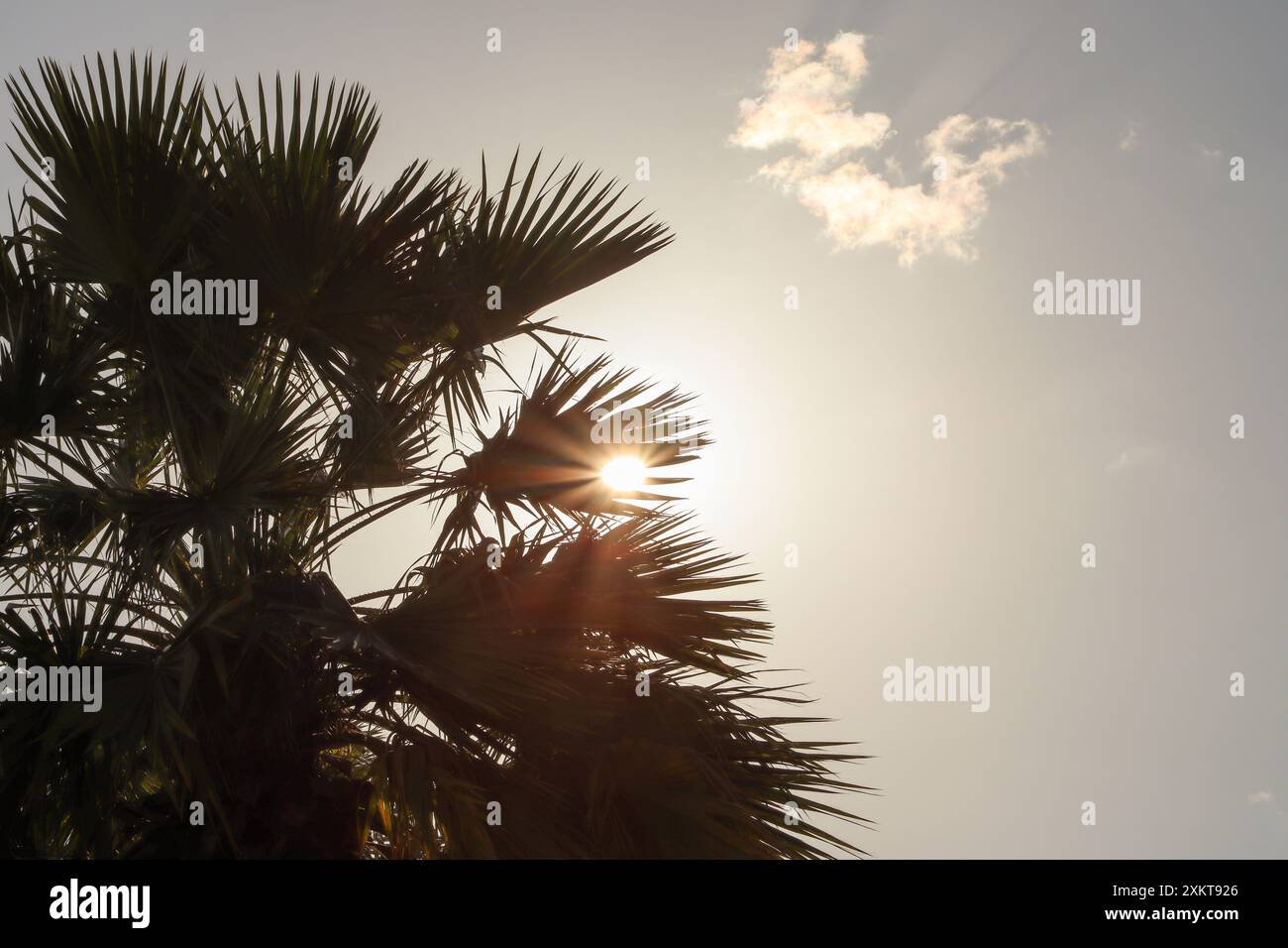 Les feuilles de palmier essaient de couvrir le soleil flamboyant Banque D'Images