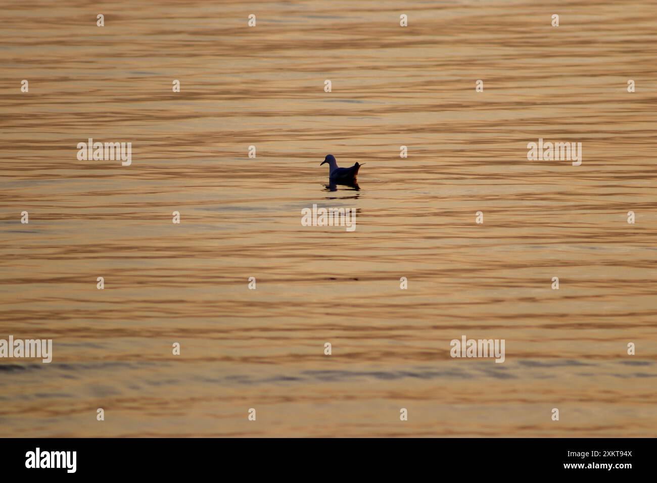 Un oiseau nageant dans le lac Banque D'Images