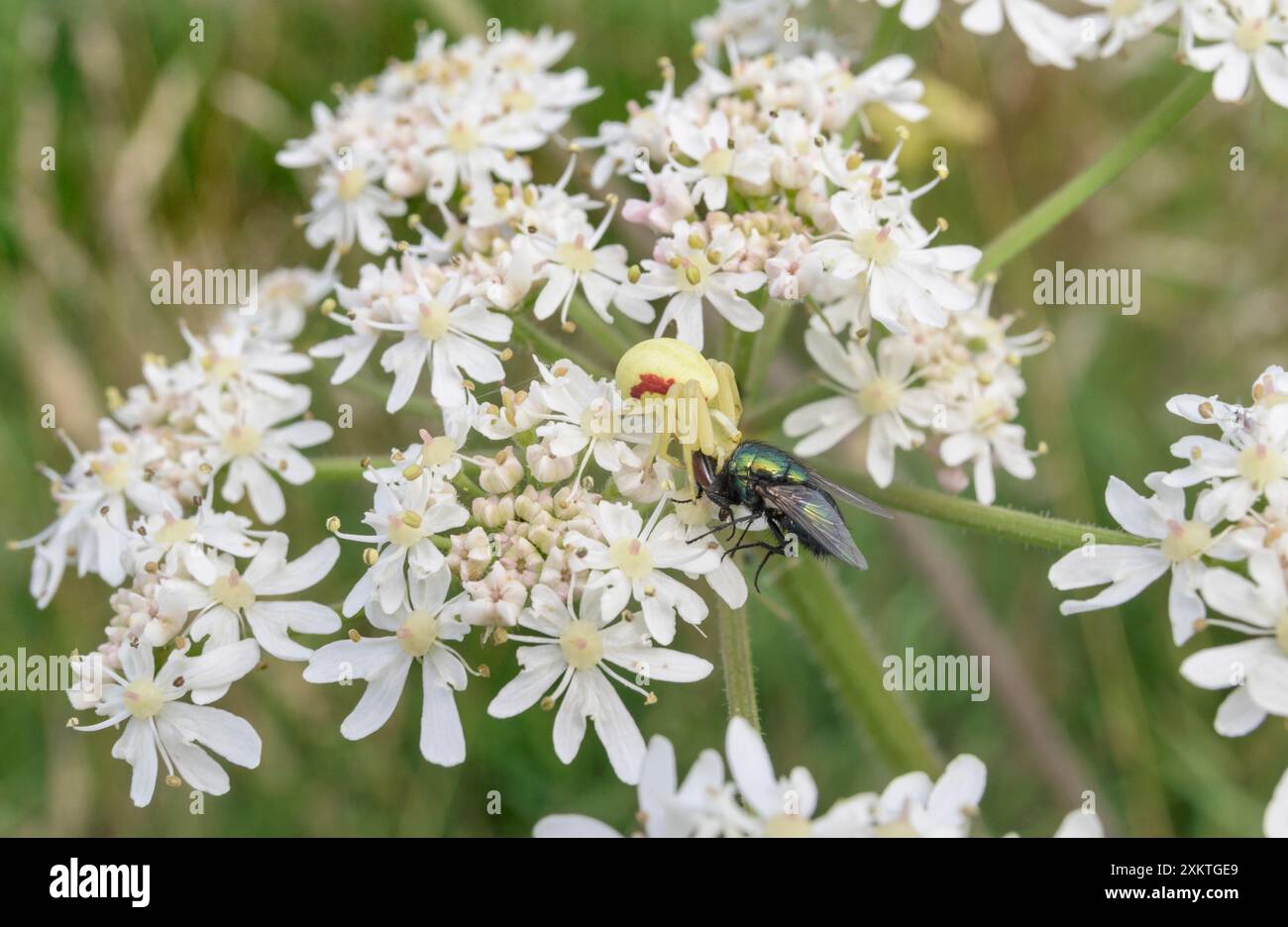Araignée de crabe fleur (Misumena vatia) avec une mouche en bouteille verte (Lucilia sericata) qu'elle a capturée, sur une tête de fleur de persil de vache (Anthriscus sylvestris) Banque D'Images