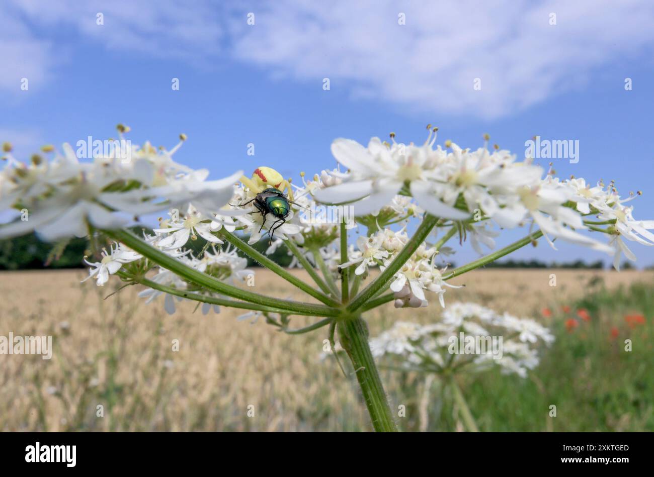 Araignée de crabe fleur (Misumena vatia) avec une mouche en bouteille verte (Lucilia sericata) qu'elle a capturée, sur une tête de fleur de persil de vache (Anthriscus sylvestris) Banque D'Images