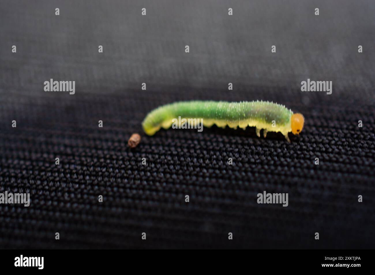 Les chenilles de ver vert isoler les animaux sur fond de tissu noir Banque D'Images