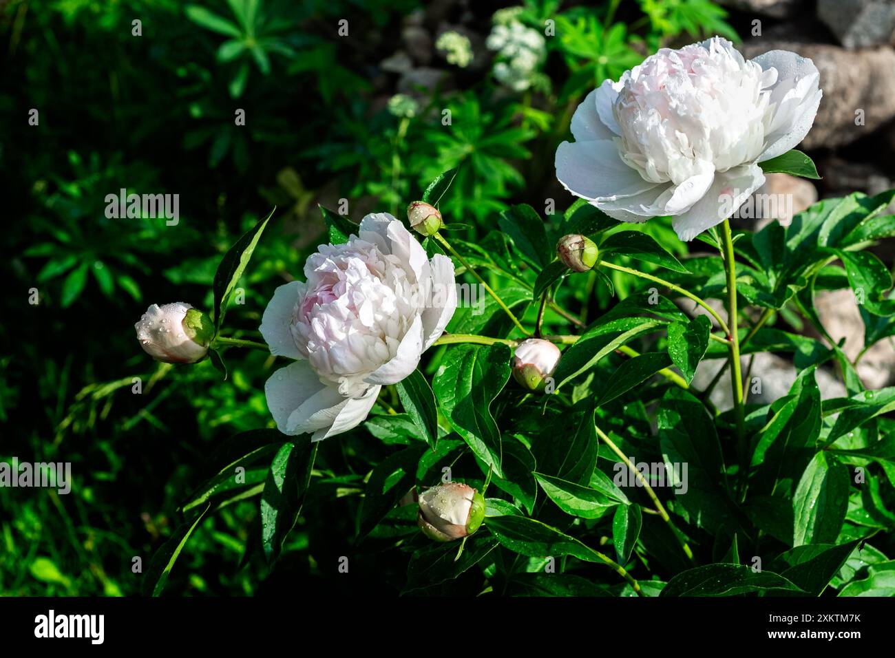 Bourgeons florissants de fleurs de pivoine blanche sur un fond de feuilles vert foncé. Banque D'Images