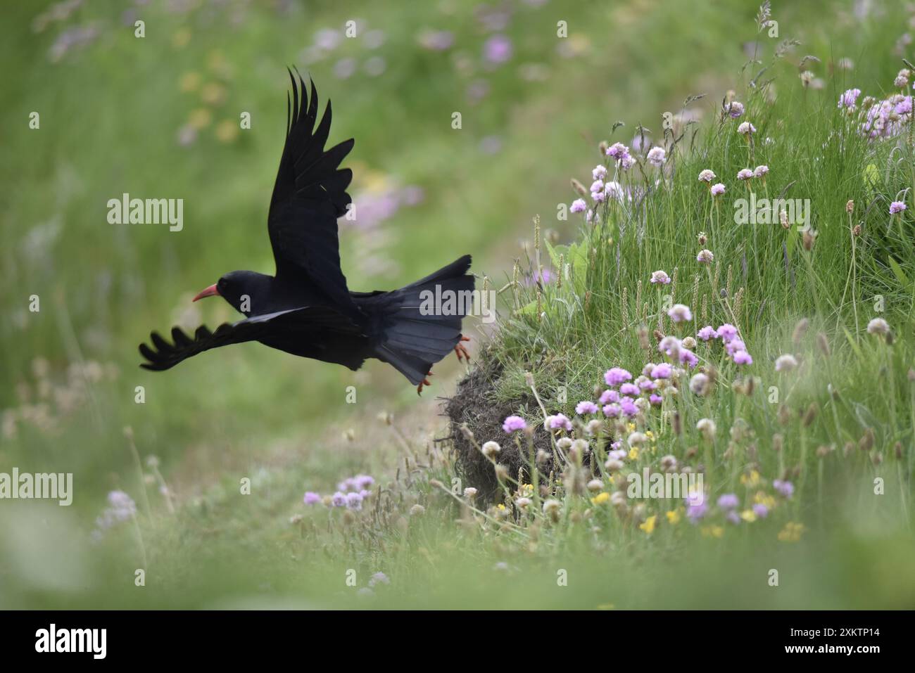 Red-Billed Chough (Pyrrhocorax pyrrhocorax) à gauche de l'image, Taking Off from Grass and Sea Thrift Covered Rocks on right, Wings Spread, prise au Royaume-Uni Banque D'Images