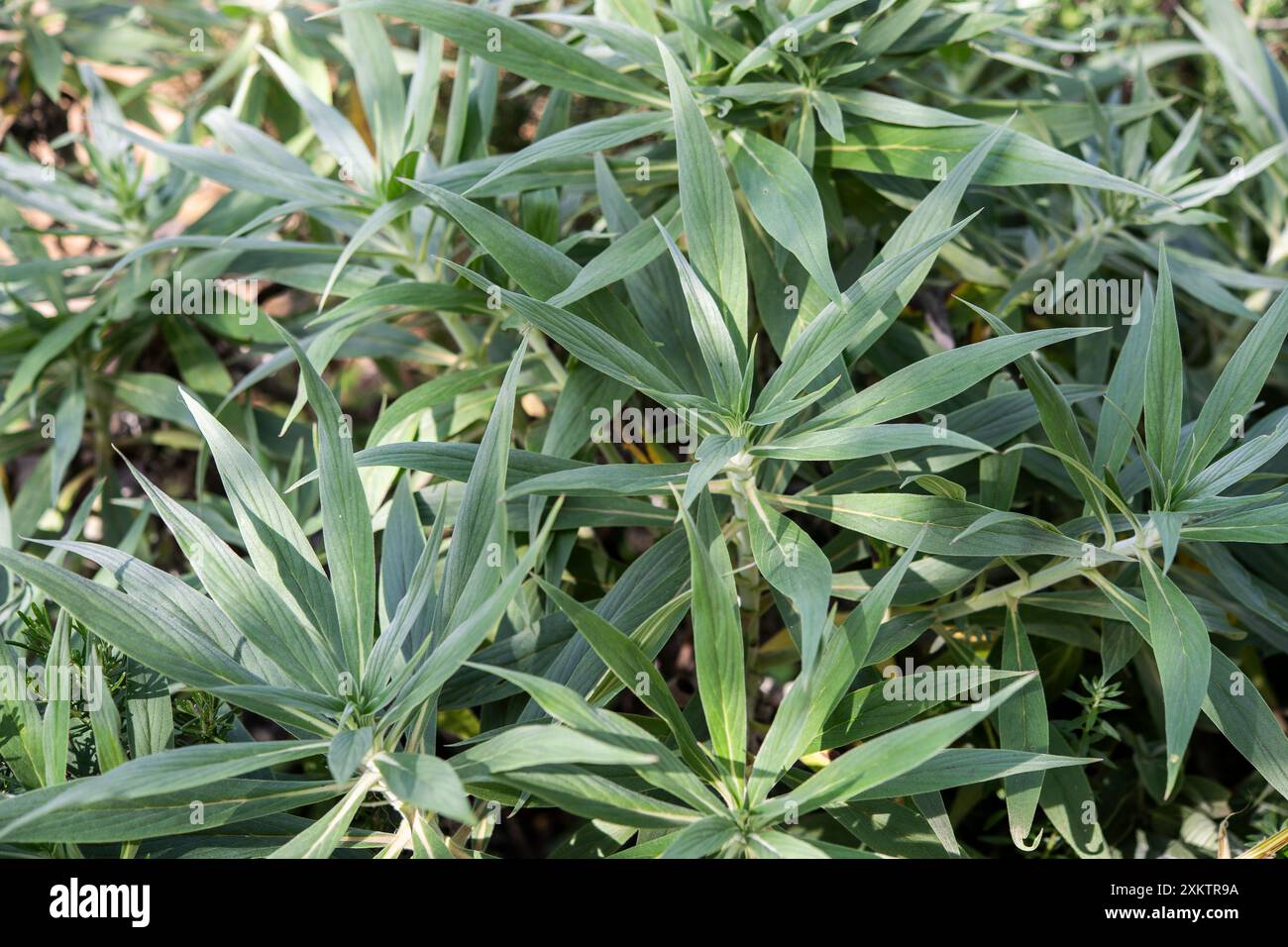 Fierté de Madère, Candicans Echium, Boraginaceae, île de Madère, Portugal Banque D'Images