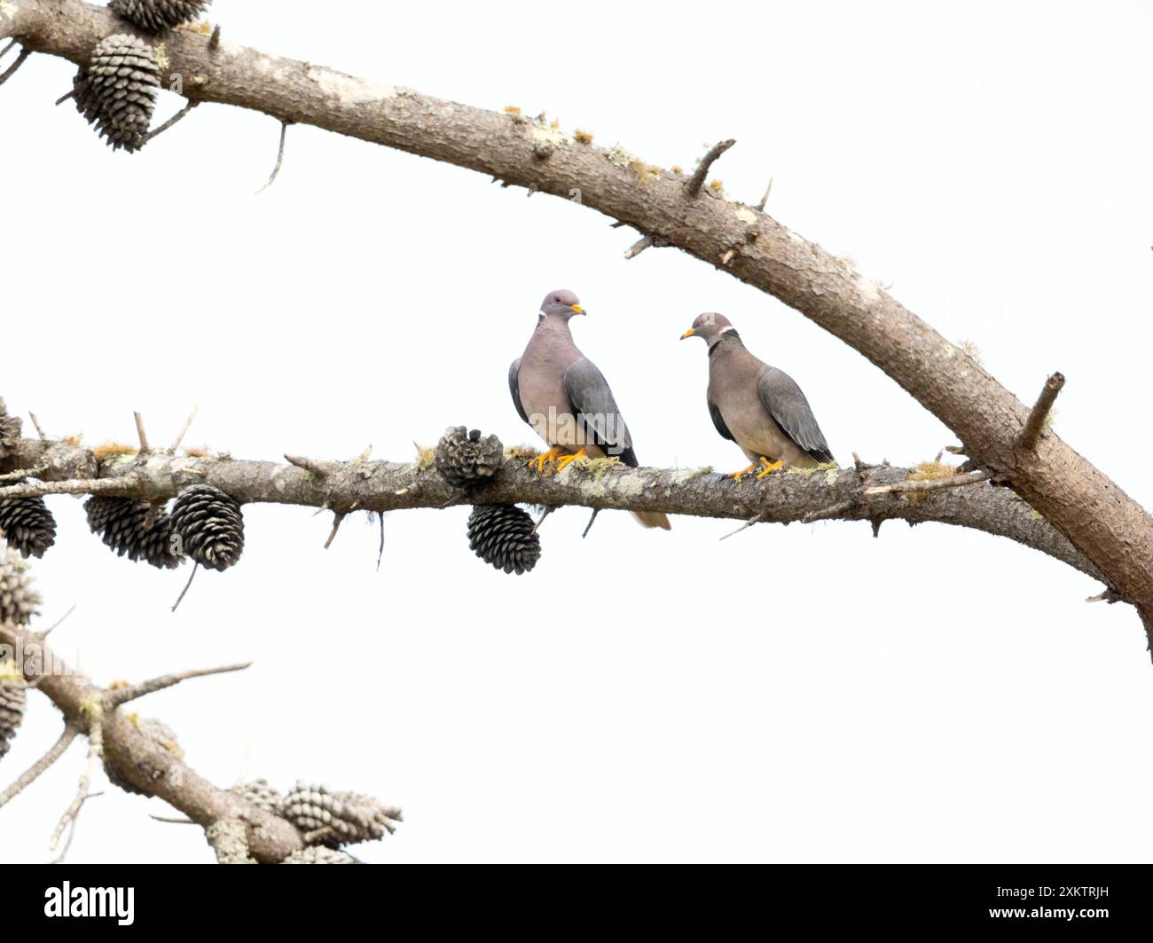 Paire de pigeons à queue de bande dans Pine Tree Banque D'Images