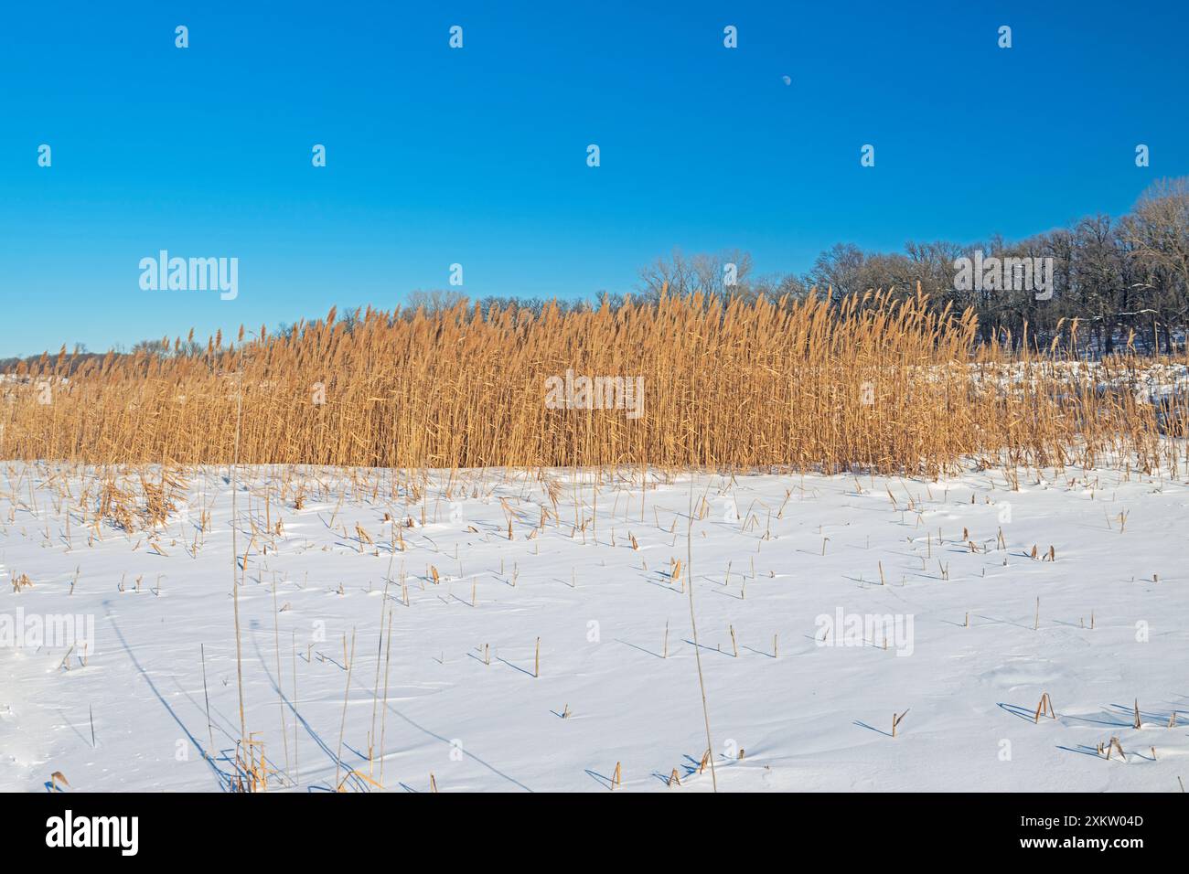 Prairie graminées dans une couverture d'hiver dans la réserve Paul Douglas dans l'Illinois Banque D'Images