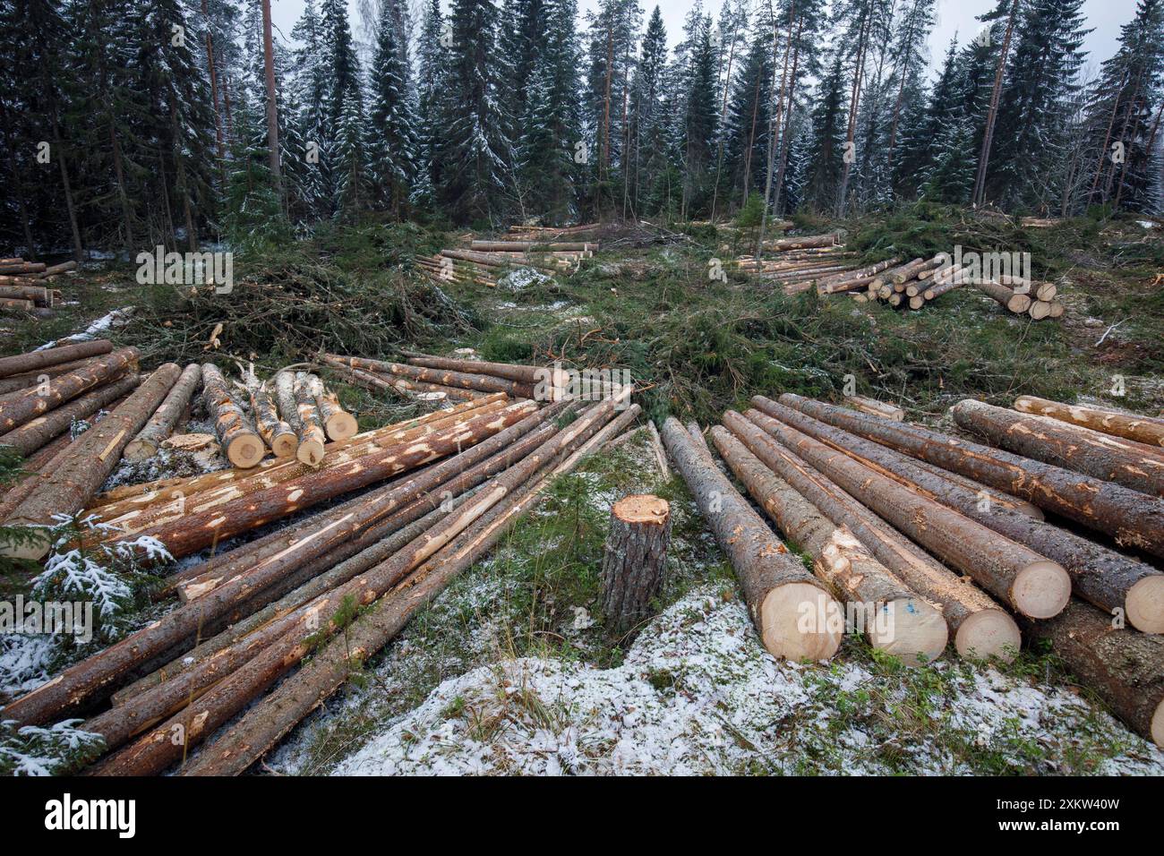 Dégagez la zone de coupe et les grumes de sapin dans la forêt européenne d'épinettes finlandaises (picea abies) , Finlande Banque D'Images