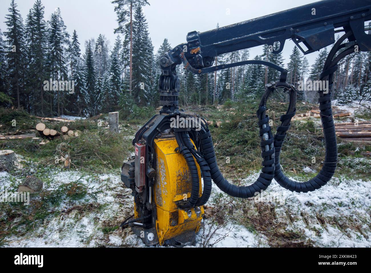 Finlandais Ponsse Ergo flèche d'abatteuse forestière , tête d'abattage et conduites hydrauliques , Finlande Banque D'Images