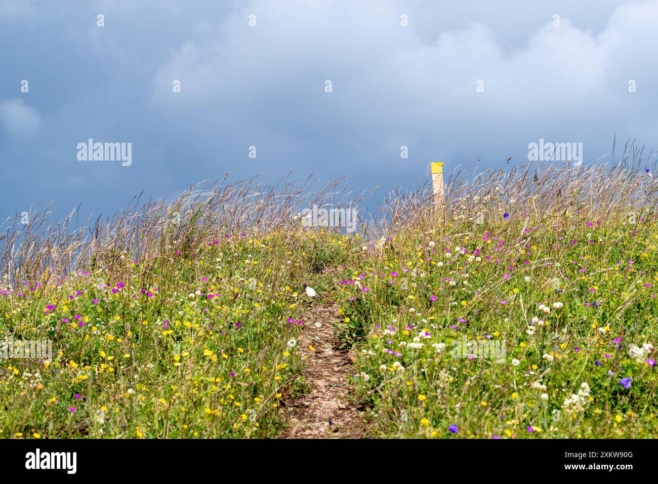 Belles fleurs d'été dans le sentier de randonnée des pâturages et nuages sombres de tempête Banque D'Images