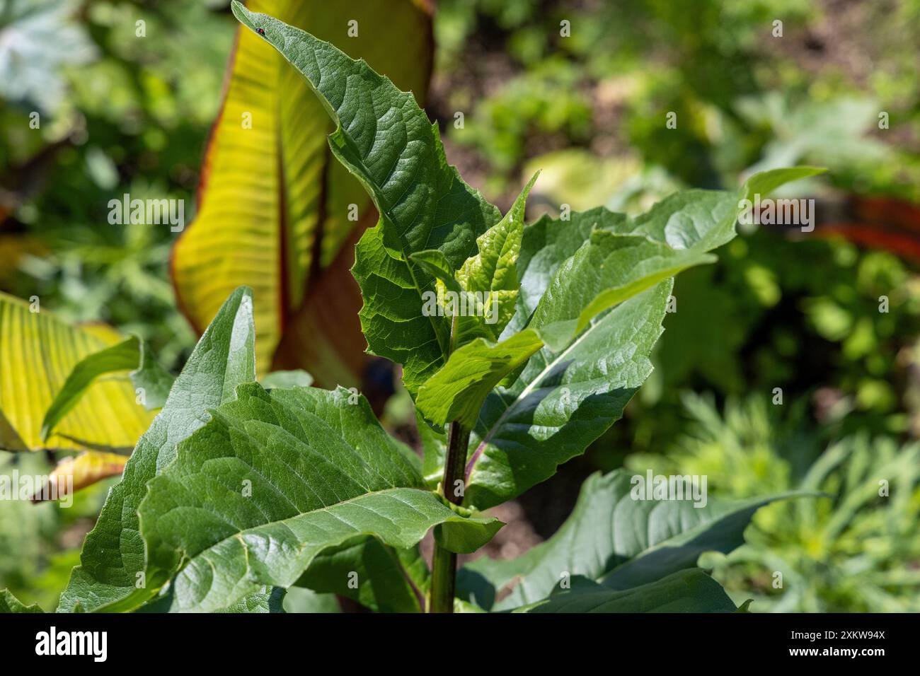 Feuilles de tabac vert au soleil Banque D'Images