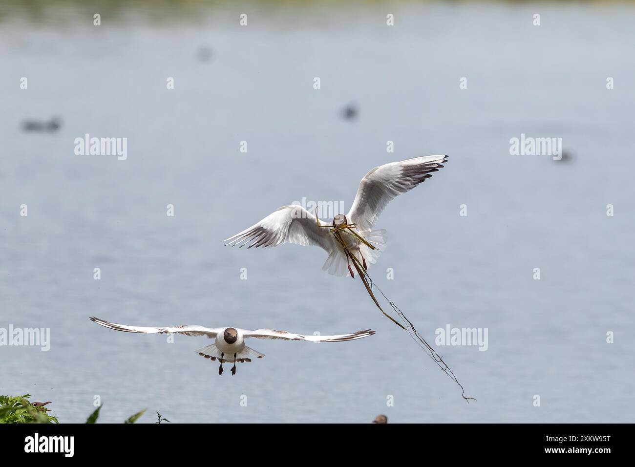 Goélands à tête noire volant au-dessus d'une colonie d'oiseaux avec du matériel de nidification dans la bouche. Fond d'eau propre Banque D'Images