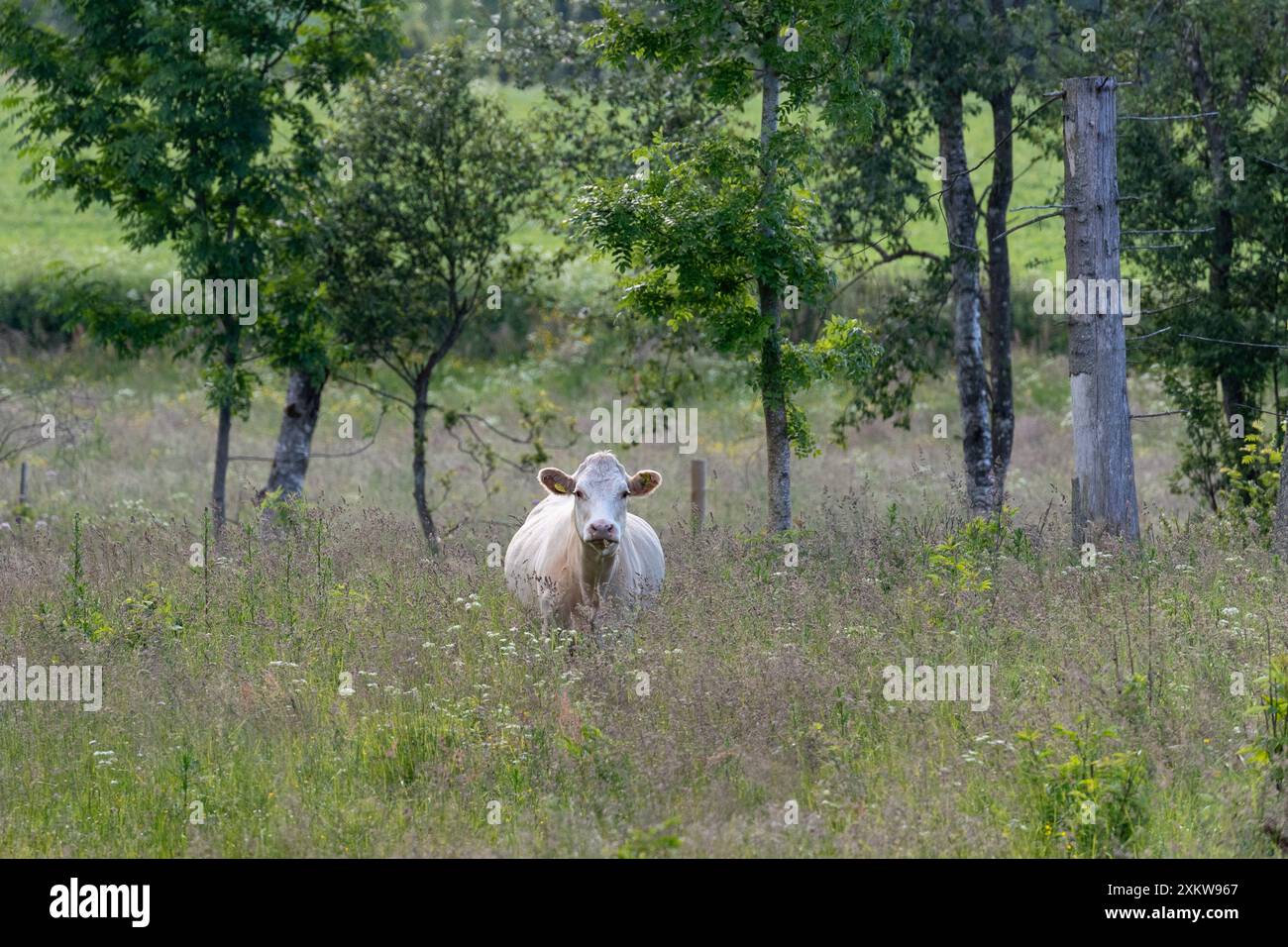 Vache blanche unique debout dans le champ avec de l'herbe haute et des fleurs d'été. Vue frontale dans la caméra Banque D'Images