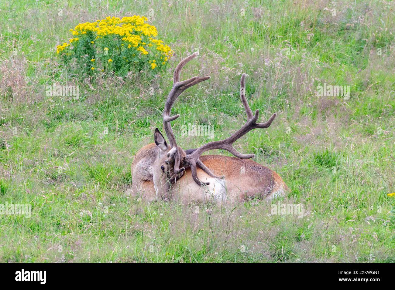 Red Deer stag Cervus elaphus Banque D'Images