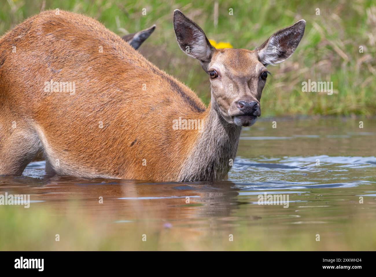 Femelle Red Deer se rafraîchissant dans un étang Banque D'Images