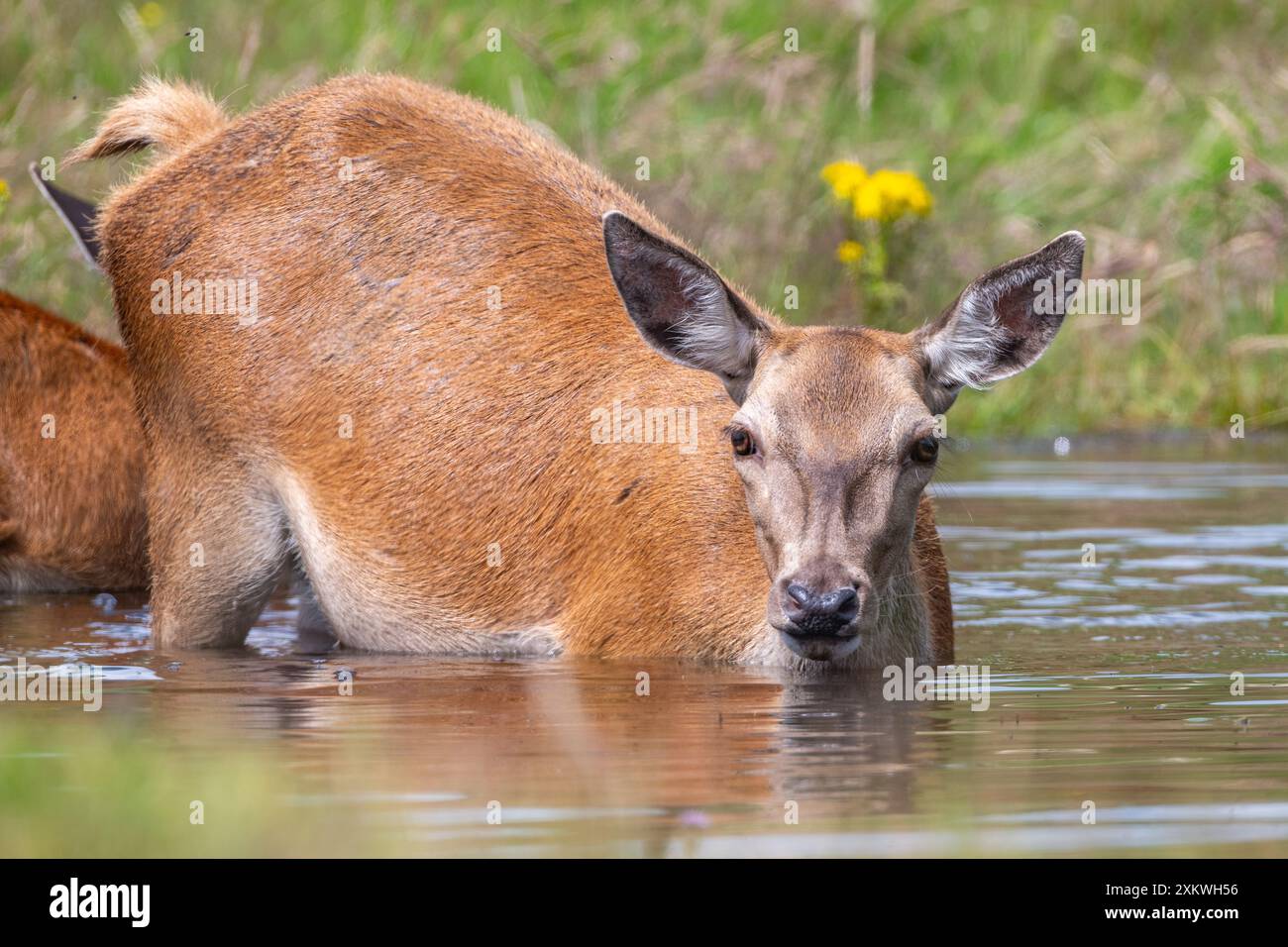 Femelle Red Deer se rafraîchissant dans un étang Banque D'Images