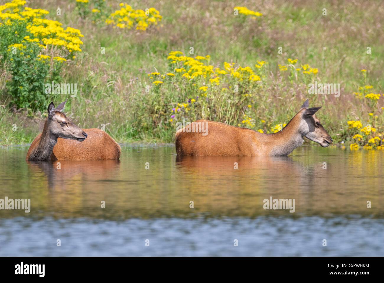 Femelle Red Deer se rafraîchissant dans un étang Banque D'Images