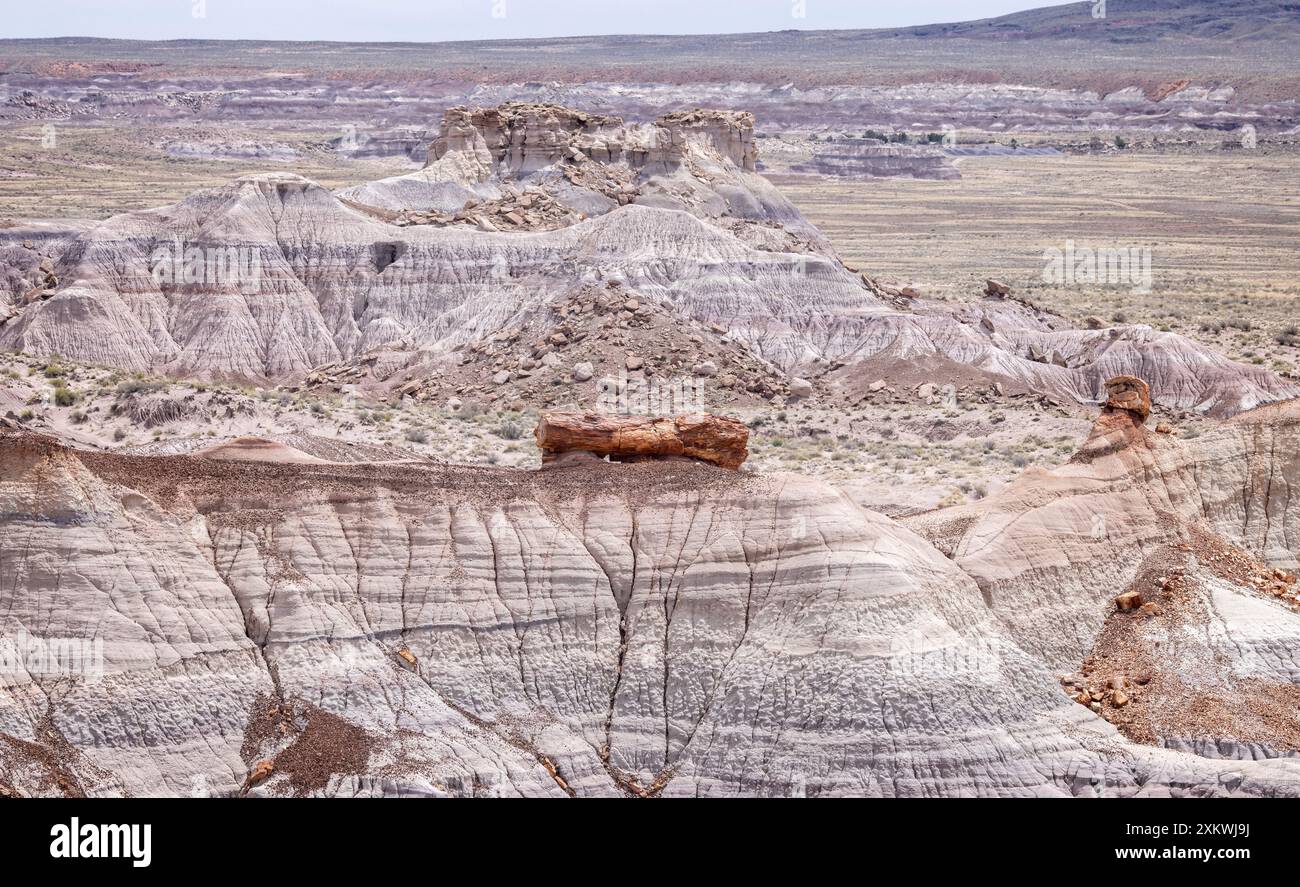 De grands troncs d'arbres pétrifiés échoués au sommet d'une colline bleue mesa alomg le sentier Blue Mesa dans le parc national Petrified Forest, Arizona, USA sur 17 A. Banque D'Images