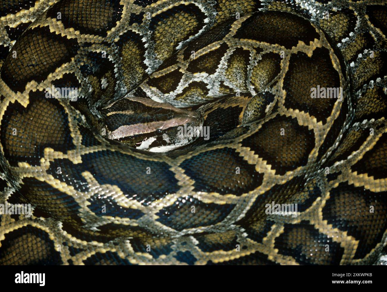 African Rock Python - enroulé Banque D'Images
