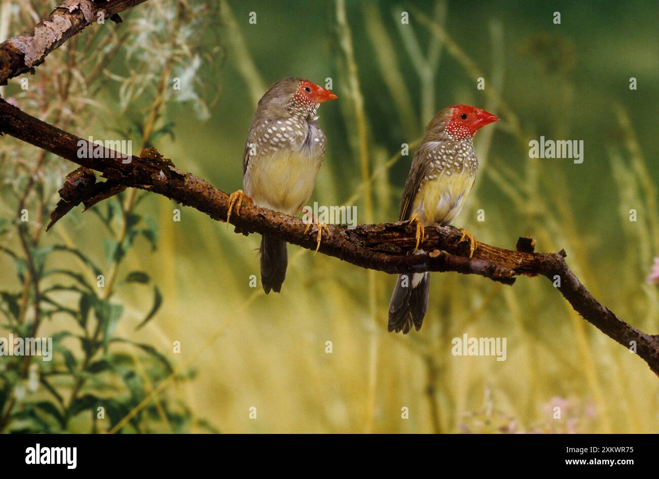 Star Finch - paire perchée Banque D'Images
