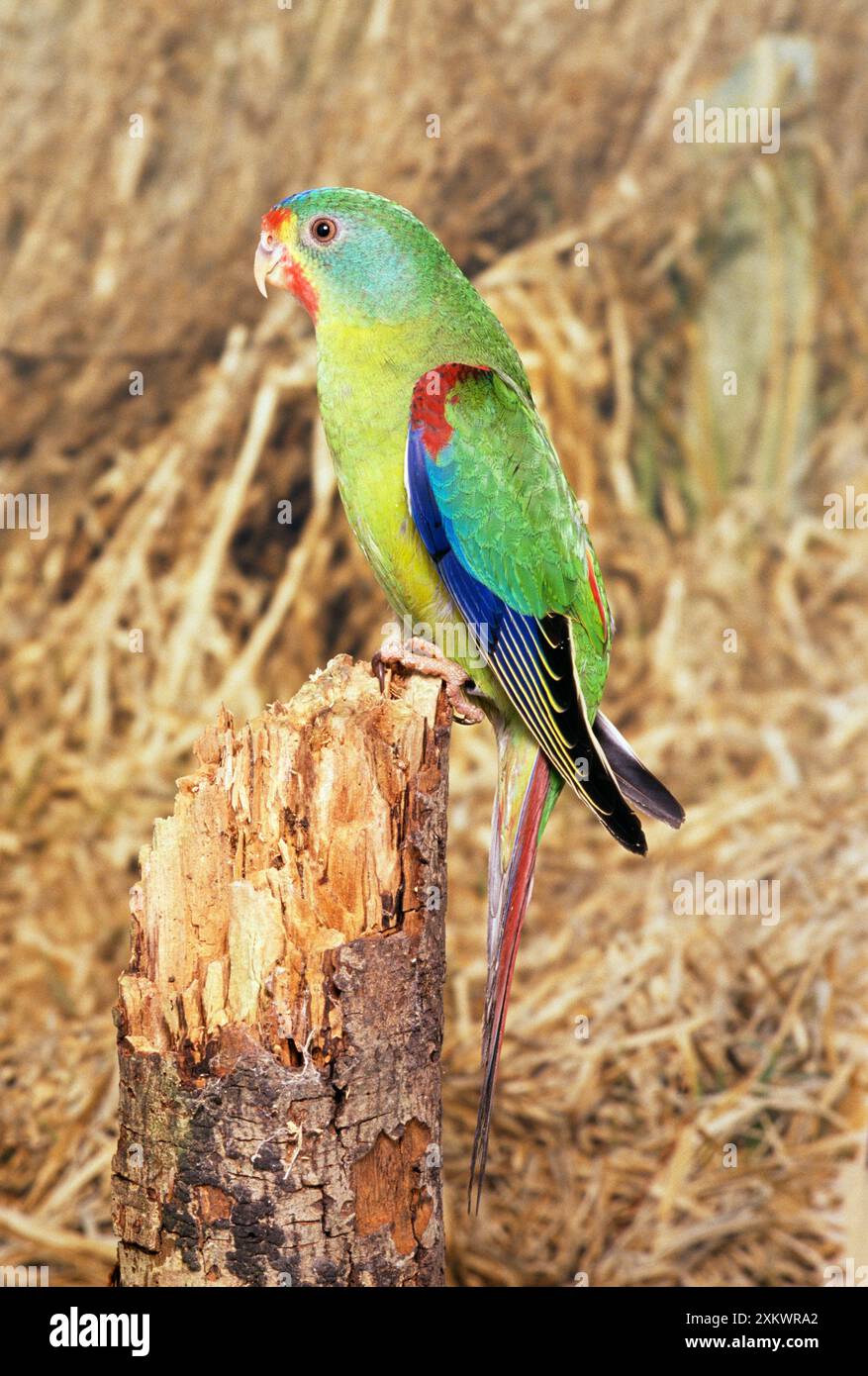 Perroquet SWIFT - perché sur la souche d'arbre Banque D'Images