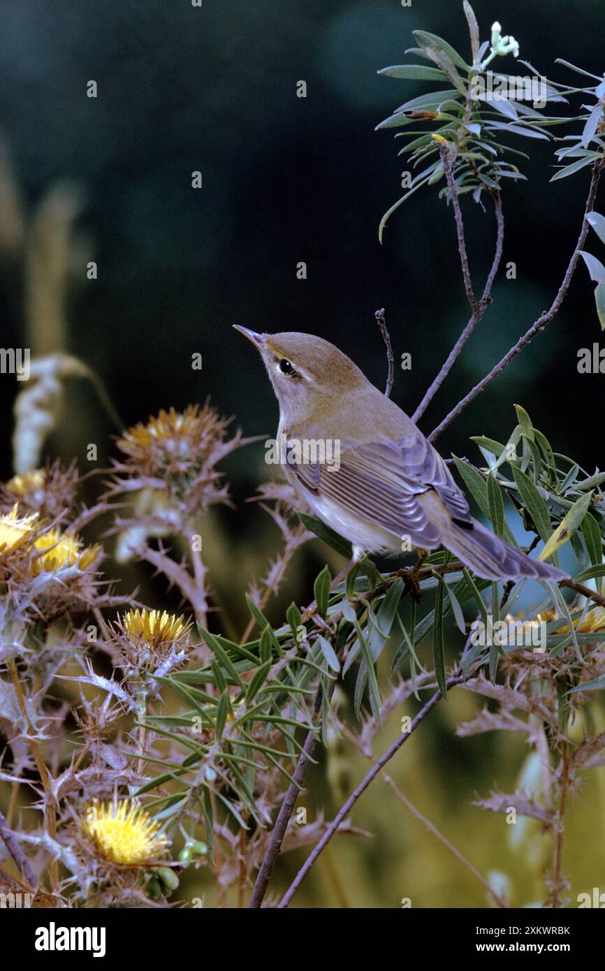 Willow Warbler - premier hiver Banque D'Images