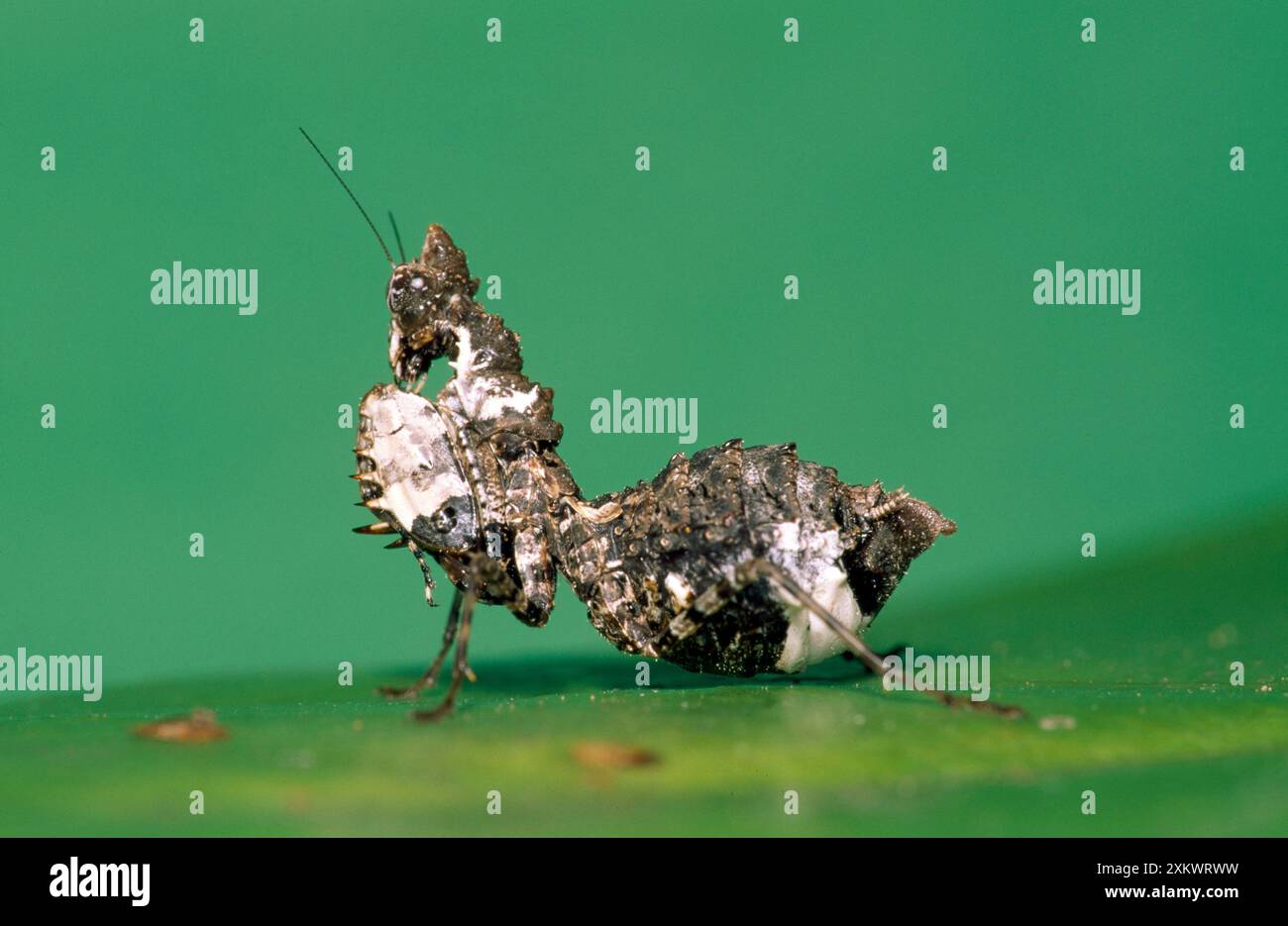 Praying Mantis - imitation de chute d'oiseau Banque D'Images