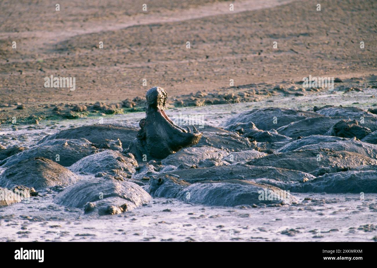 Hippopotame - piégé dans une casserole de séchage Banque D'Images