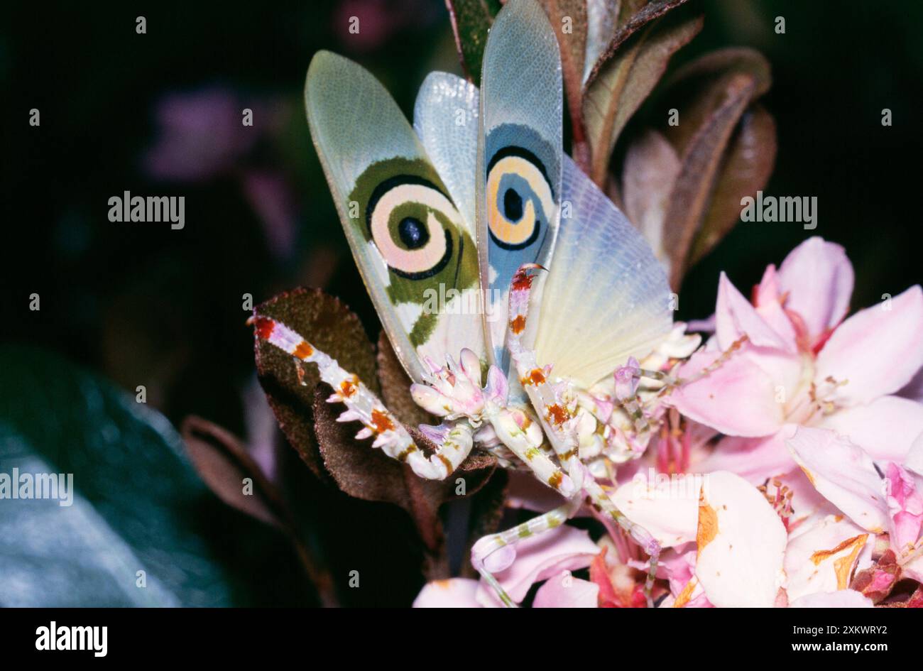Flower Mantis - affichage des menaces Banque D'Images