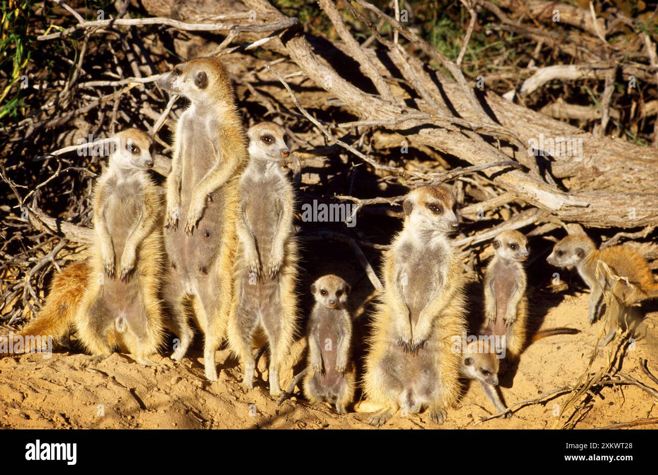 Suricate / Meerkat - fait partie des bains de soleil en creux Banque D'Images