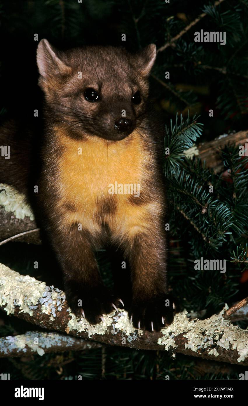 American Pine Marten Banque D'Images