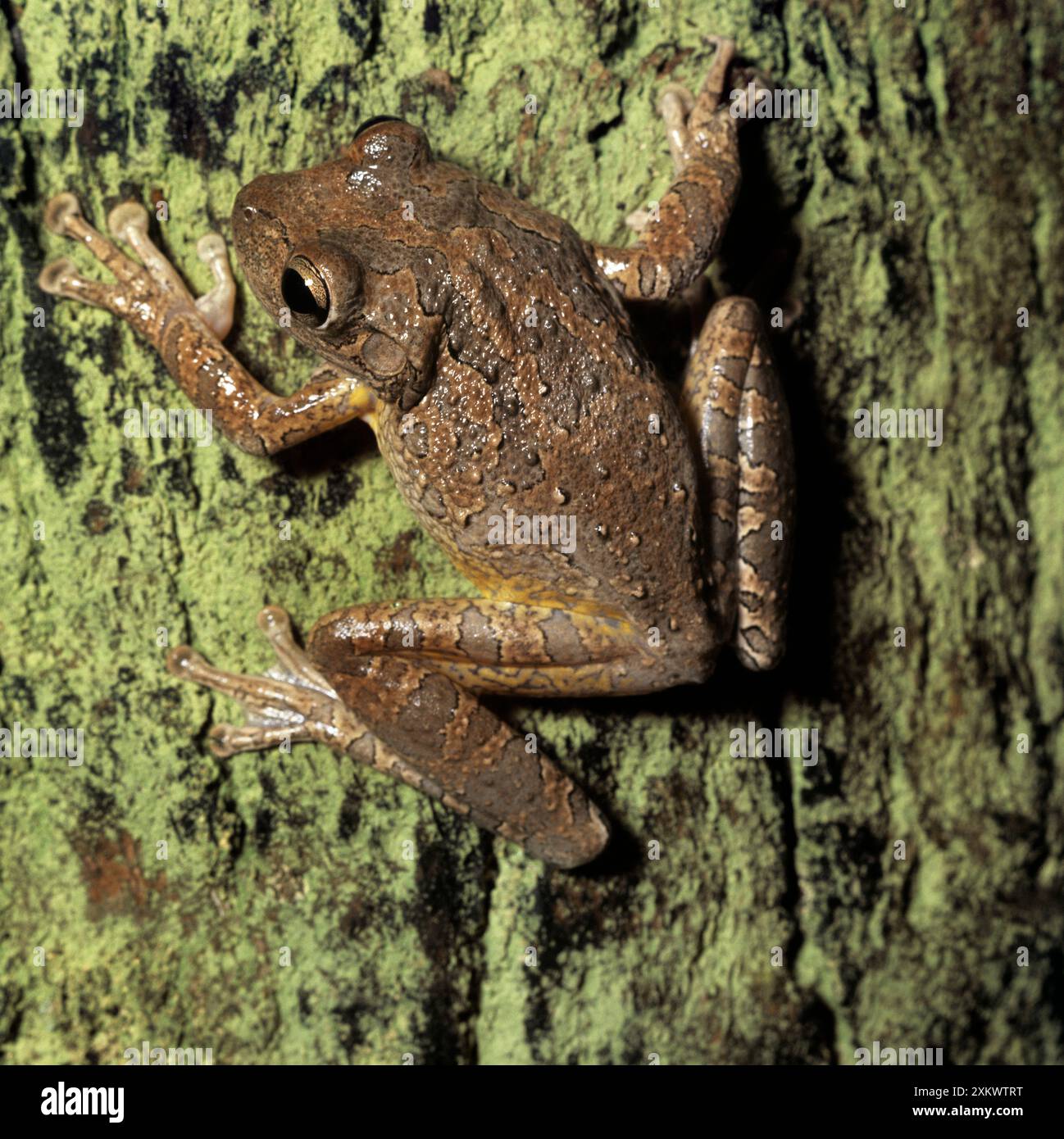 GRENOUILLE ARBORICOLE CUBAINE Banque D'Images