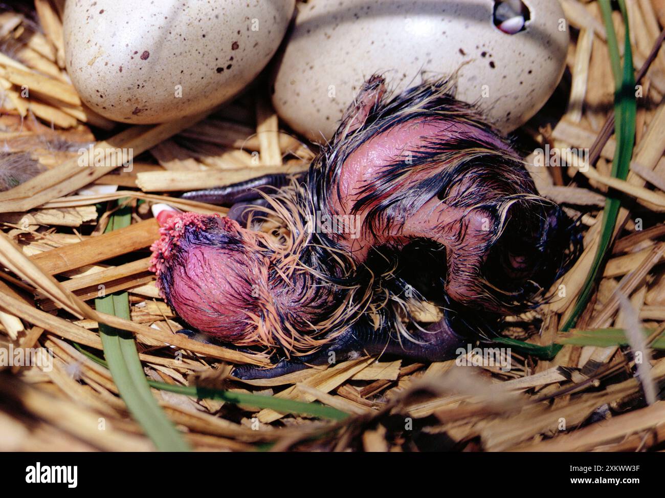 COOT noir - poussin nouveau-né, éclosion d'oeuf, Banque D'Images