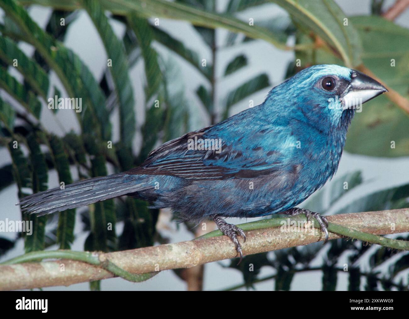 Grosbeak bleu-noir Banque D'Images