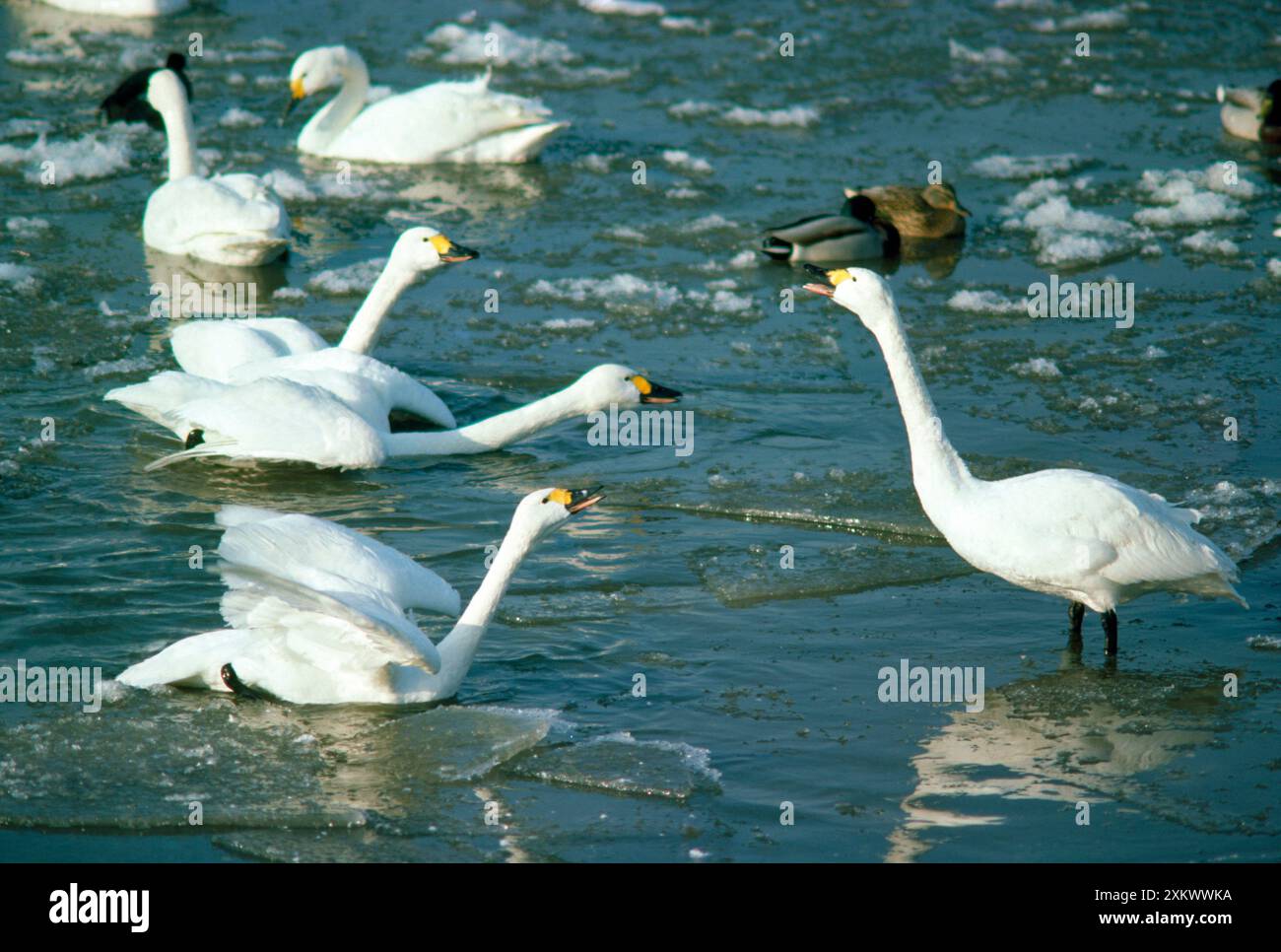 Bewick's Swan - affichage Banque D'Images