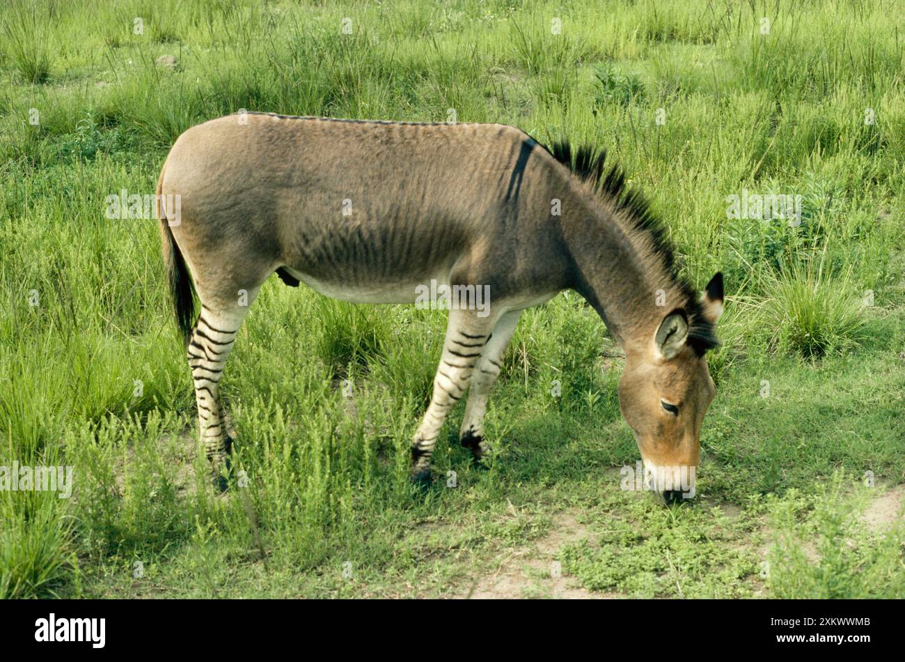 QUAGGA' - croisement expérimental, hybride Mule / Zebra Banque D'Images