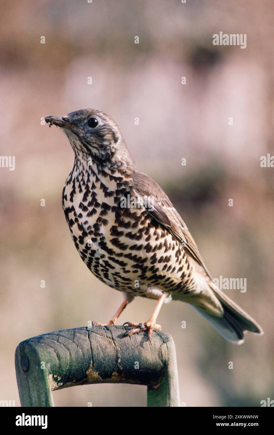 MISTLE THRUSH - sur la poignée de la bêche Banque D'Images