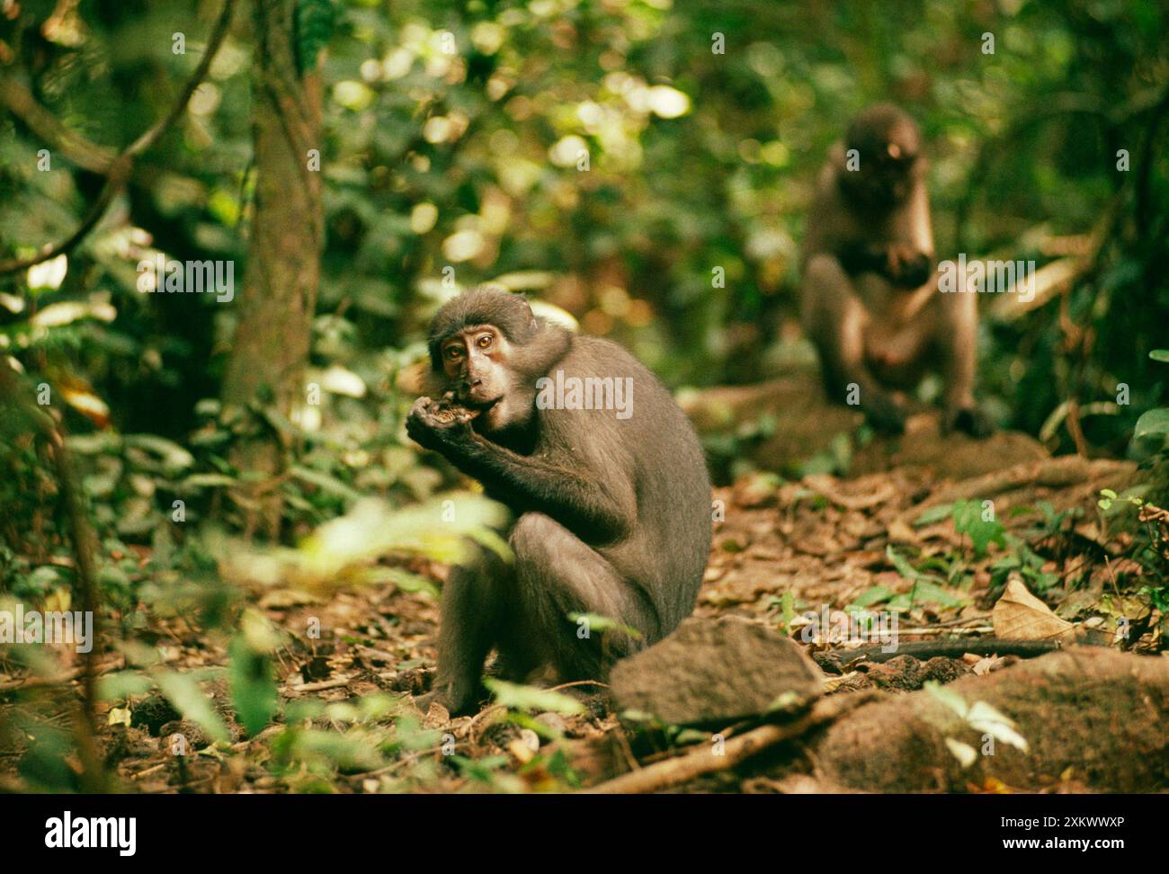 SINGE mangabey sooty - sur le sol. Banque D'Images