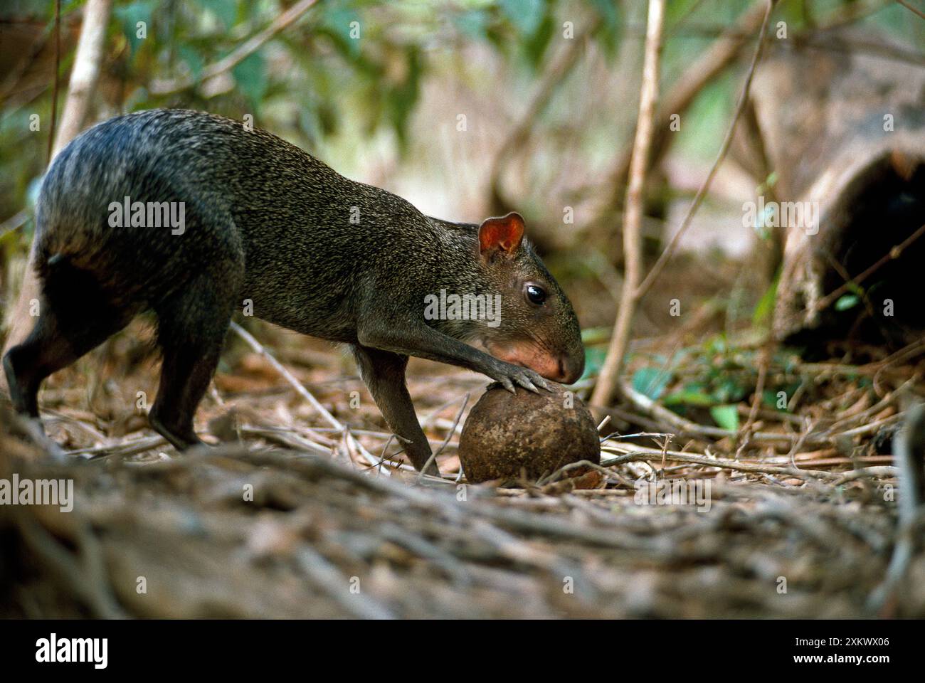 Sooty Agouti - ouverture de la noix du Brésil - dispersion des graines Banque D'Images