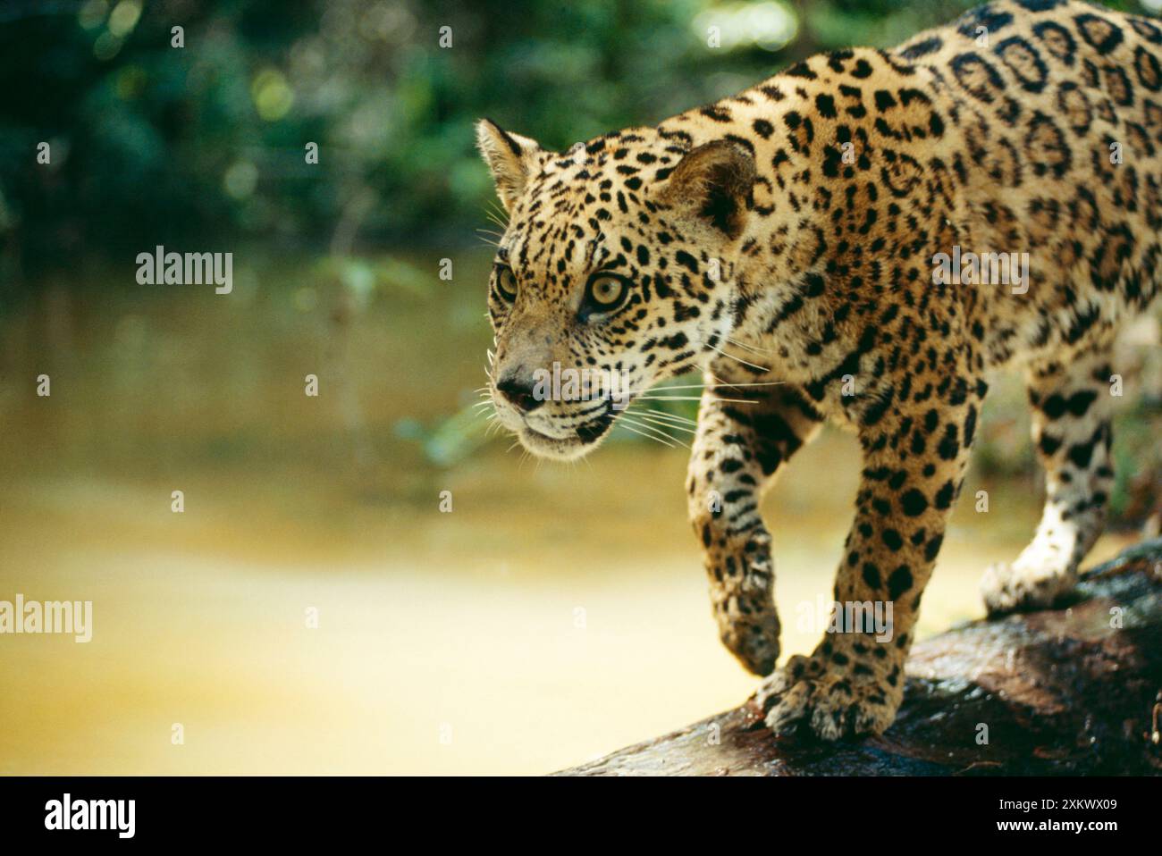 JAGUAR - mâle sub-adulte traversant la rivière sur bûche Banque D'Images