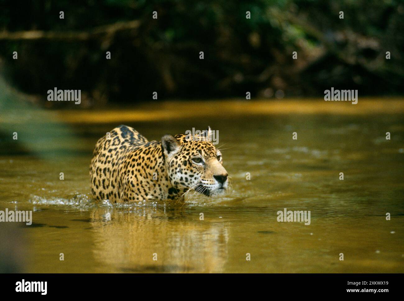 Jaguar - mâle, traversant un ruisseau peu profond. Dans la nature. Banque D'Images