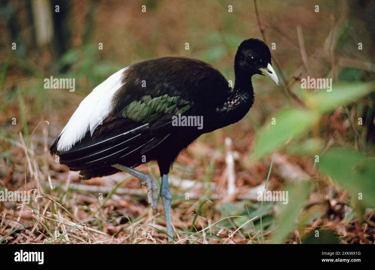 Oiseau TROMPETTISTE à ailes blanches - sur une jambe Banque D'Images