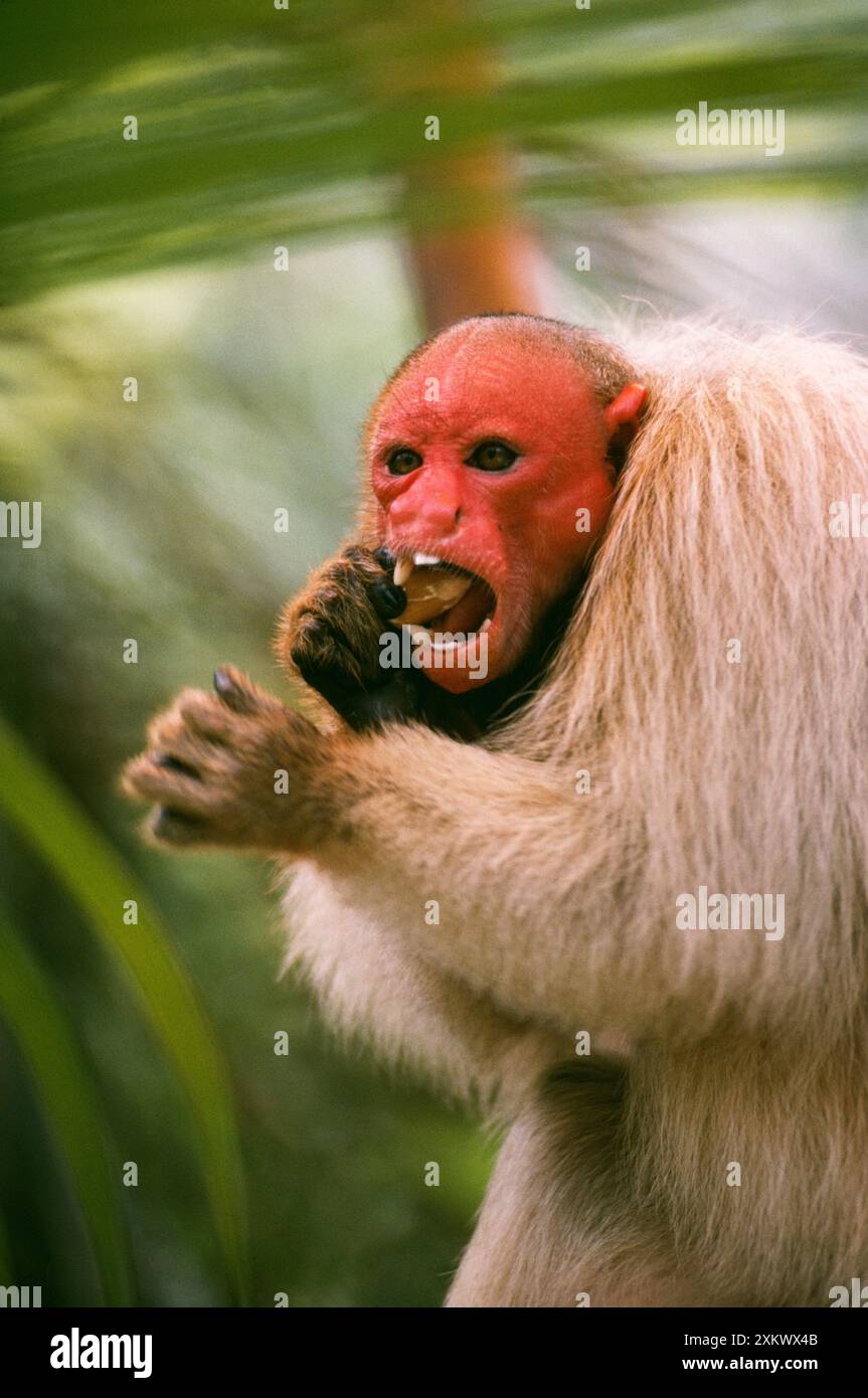 BLANC / Bald UAKARI Monkey - manger des graines Banque D'Images