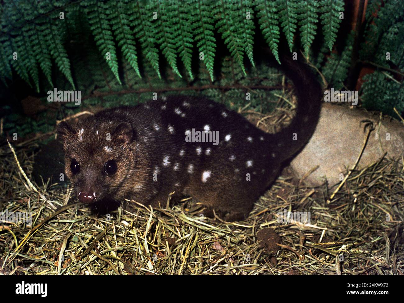 DASYURE / Quoll de Nouvelle-Guinée Banque D'Images