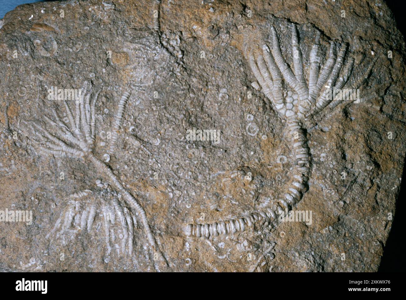 Fossile - crinoïde Banque D'Images