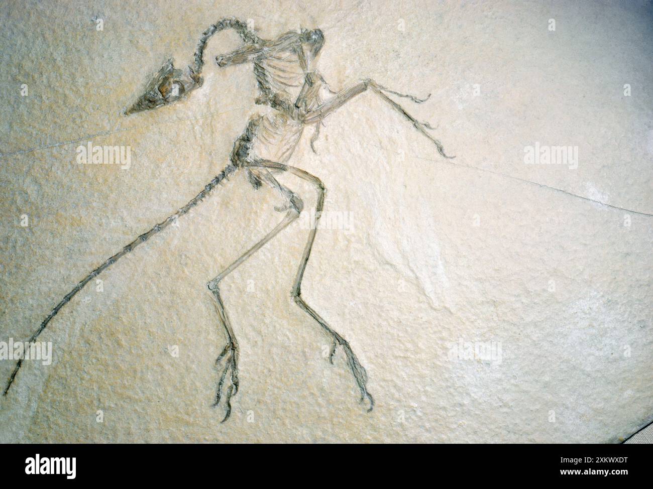 FOSSILE - Archaeopteryx Banque D'Images