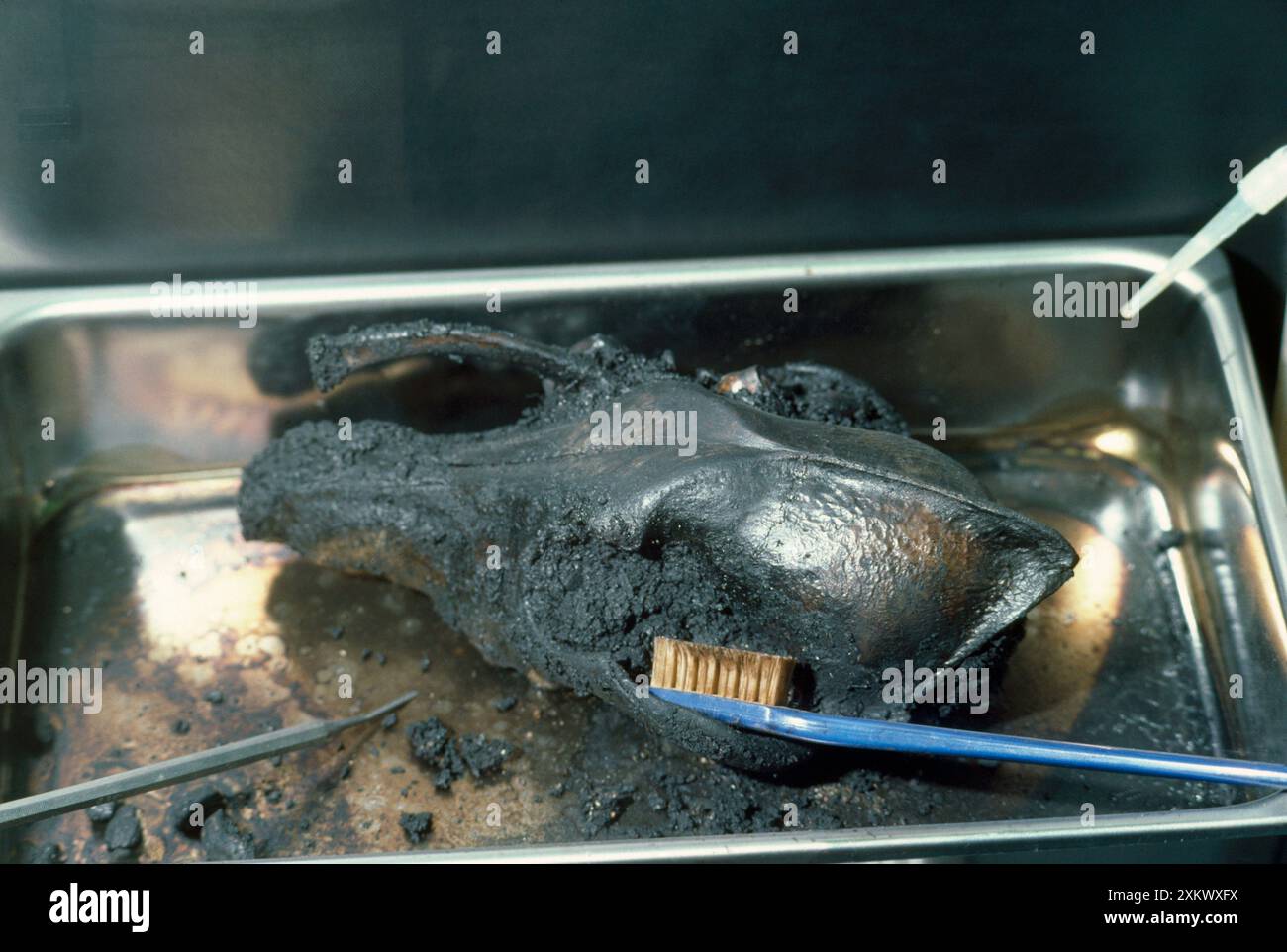 Crâne fossile - en cours de nettoyage Banque D'Images
