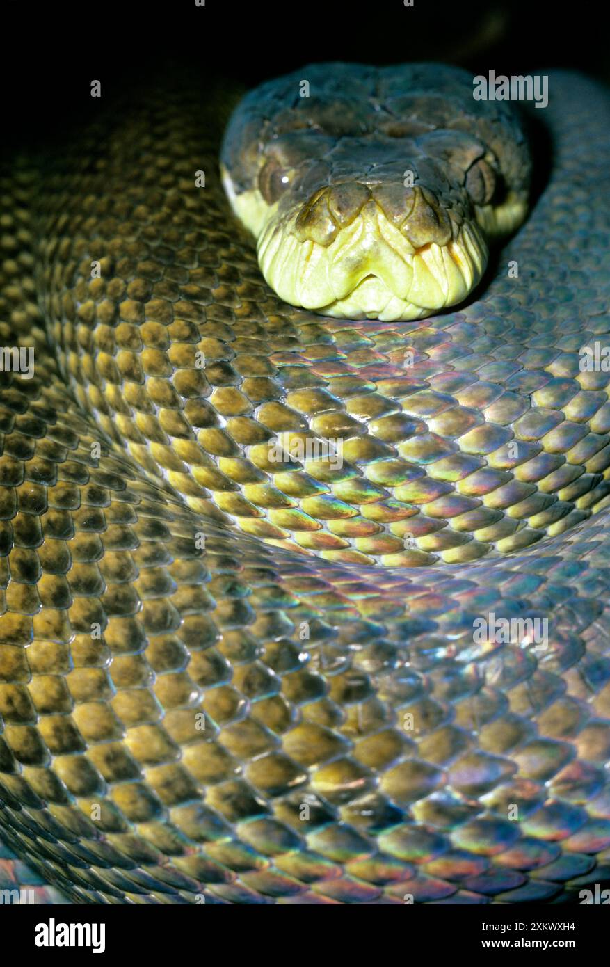 Améthyste / Améthystine / Scrub Python - tête et bobines Banque D'Images